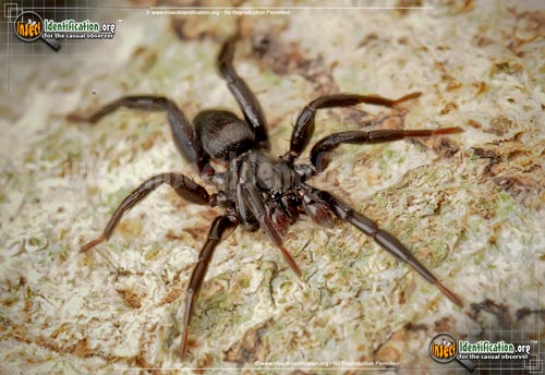Thumbnail image #2 of the Ground-Spider