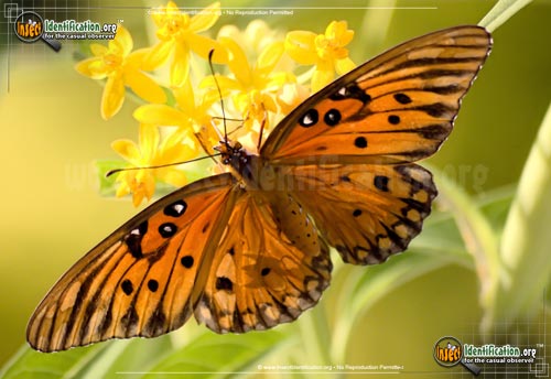 Thumbnail image #5 of the Gulf-Fritillary-Butterfly