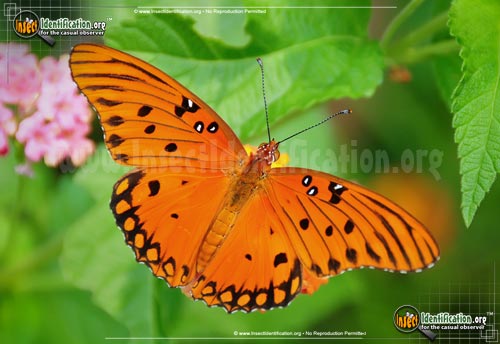 Thumbnail image of the Gulf-Fritillary-Butterfly