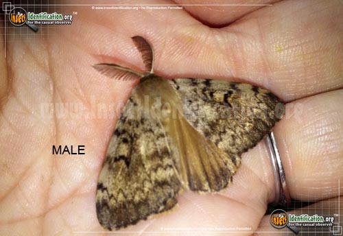 Thumbnail image #2 of the Gypsy-Moth