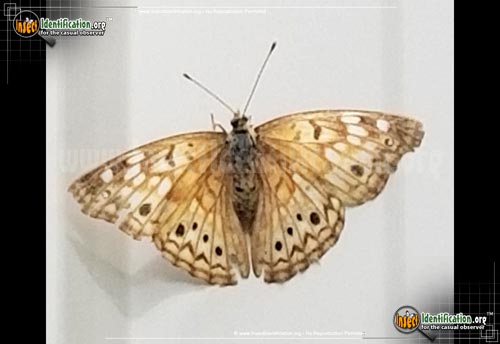 Thumbnail image #11 of the Hackberry-Emperor