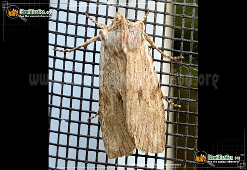 Thumbnail image of the Hemina-Pinion-Moth