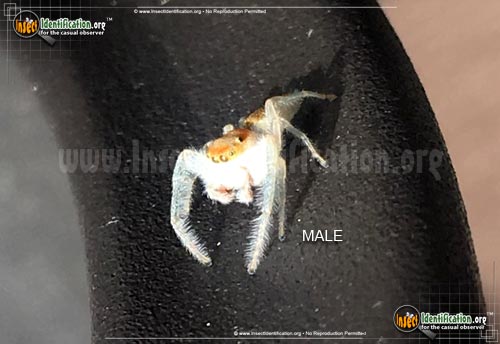 Thumbnail image #5 of the Crowned-Hentzia-Jumping-Spider