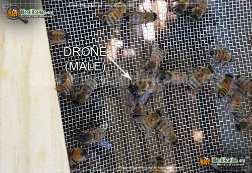 Thumbnail image #4 of the Honey-Bee