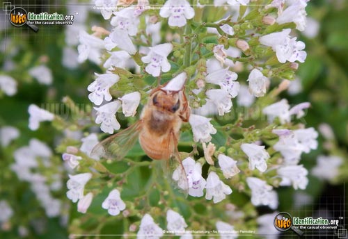 Thumbnail image #9 of the Honey-Bee