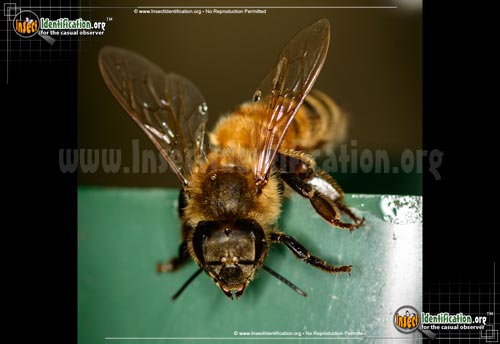 Detailed color picture of an adult Honey Bee