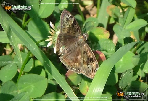 Thumbnail image #3 of the Horaces-Duskywing-Butterfly