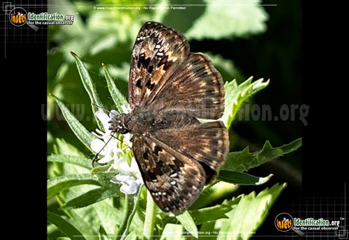 Thumbnail image #8 of the Horaces-Duskywing-Butterfly