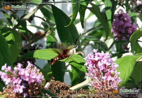 Thumbnail image #13 of the Hummingbird-Moth