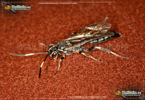 Thumbnail image #3 of the Ichneumon-Wasp-Coelichneumon