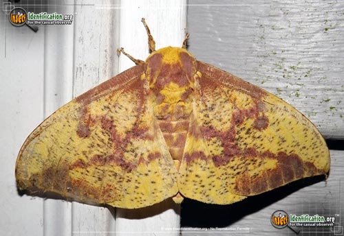Thumbnail image #3 of the Imperial-Moth
