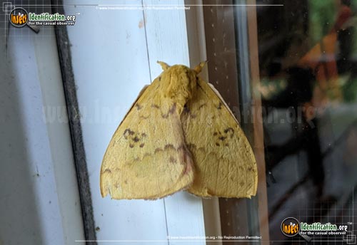 Thumbnail image #12 of the Io-Moth