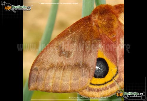Thumbnail image #4 of the Io-Moth