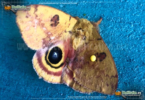 Thumbnail image #7 of the Io-Moth