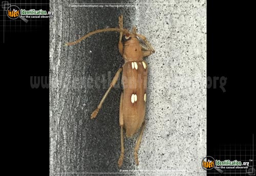 Thumbnail image #2 of the Ivory-Marked-Beetle