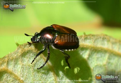 Thumbnail image #6 of the Japanese-Beetle