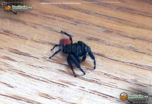 Thumbnail image #3 of the Johnson-Jumping-Spider