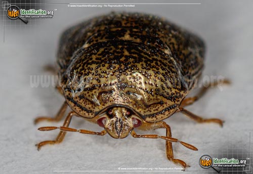 Thumbnail image #2 of the Kudzu-Bug
