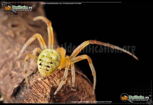 Thumbnail image #10 of the Lattice-Orb-Weaver-Spider
