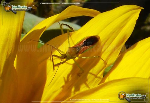 Thumbnail image of the Leaf-Hopper-Assassin-Bug