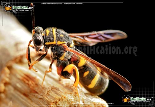 Thumbnail image of the Leucospid-Wasp