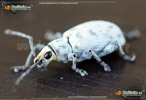 Thumbnail image of the Little-Leaf-Notcher-Weevil