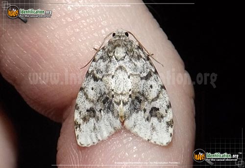 Thumbnail image of the Little-White-Lichen-Moth