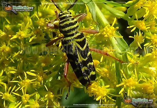Thumbnail image #8 of the Locust-Borer-Beetle