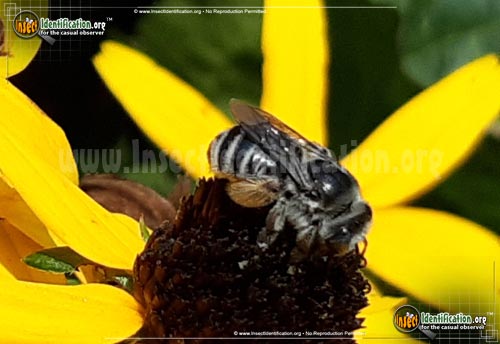 Thumbnail image #3 of the Long-Horned-Bee