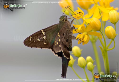 Thumbnail image #15 of the Long-tailed-Skipper
