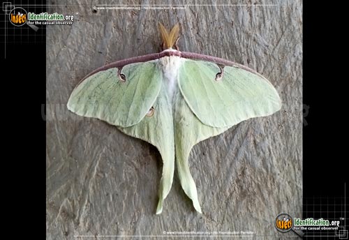 Thumbnail image of the Luna-Moth
