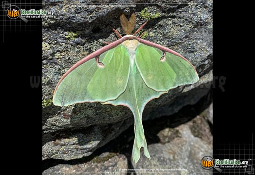 Thumbnail image #15 of the Luna-Moth