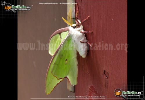 Thumbnail image #8 of the Luna-Moth