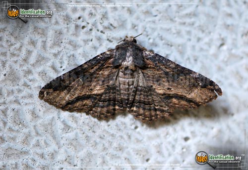 Thumbnail image #2 of the Lunate-Zale-Moth