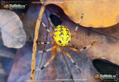 Thumbnail image of the Marbled-Orb-Weaver
