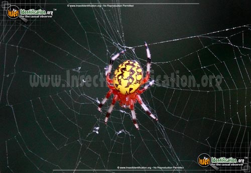 Thumbnail image #13 of the Marbled-Orb-Weaver