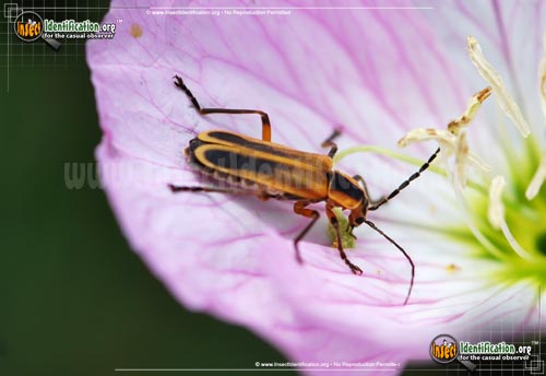Thumbnail image #2 of the Margined-Leatherwing-Beetle