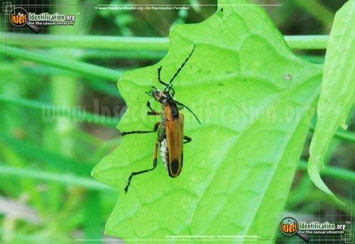 Thumbnail image #7 of the Margined-Leatherwing-Beetle