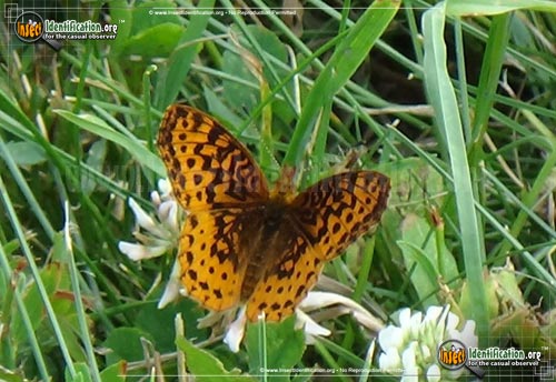 Thumbnail image #6 of the Meadow-Fritillary-Butterfly