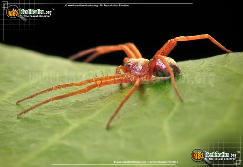 Thumbnail image #3 of the Metallic-Crab-Spider