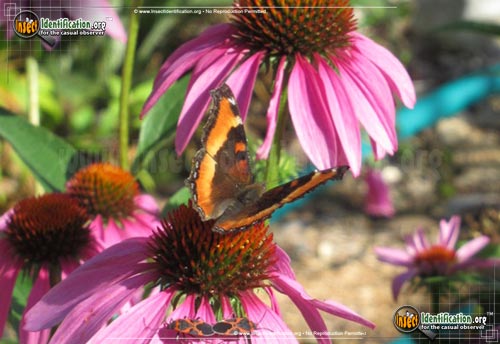 Thumbnail image #6 of the Milberts-Tortoiseshell-Butterfly