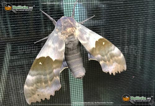 Thumbnail image #5 of the Modest-Sphinx-Moth