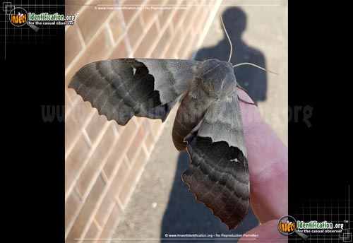 Thumbnail image #4 of the Modest-Sphinx-Moth