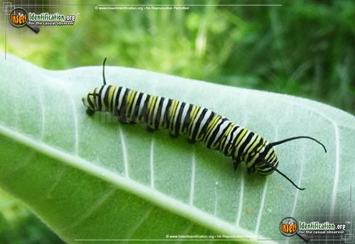 Thumbnail image #13 of the Monarch-Butterfly