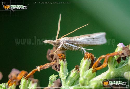 Thumbnail image of the Mottled-Grass-Veneer-Moth
