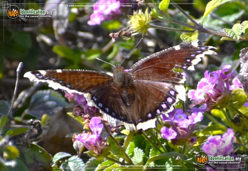 Thumbnail image #6 of the Mourning-Cloak-Butterfly