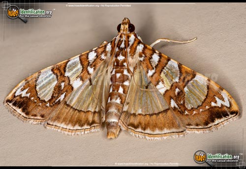 Thumbnail image of the Mulberry-Leaftier-Moth