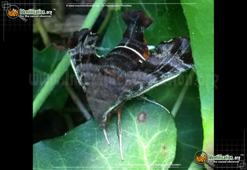 Thumbnail image #8 of the Nessus-Sphinx-Moth