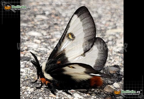 Thumbnail image #2 of the Nevada-Buck-Moth