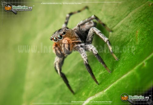 Thumbnail image #4 of the North-American-Jumping-Spider